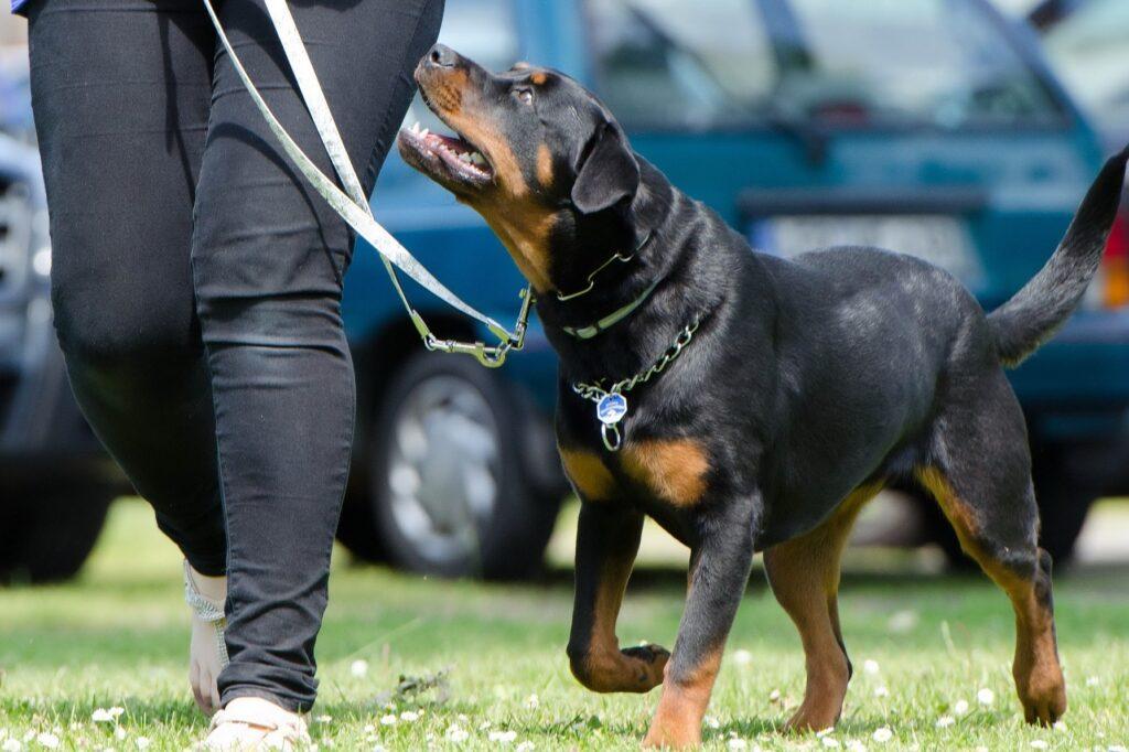 Hunde Einzeltraining bei der Hundeschule Thies