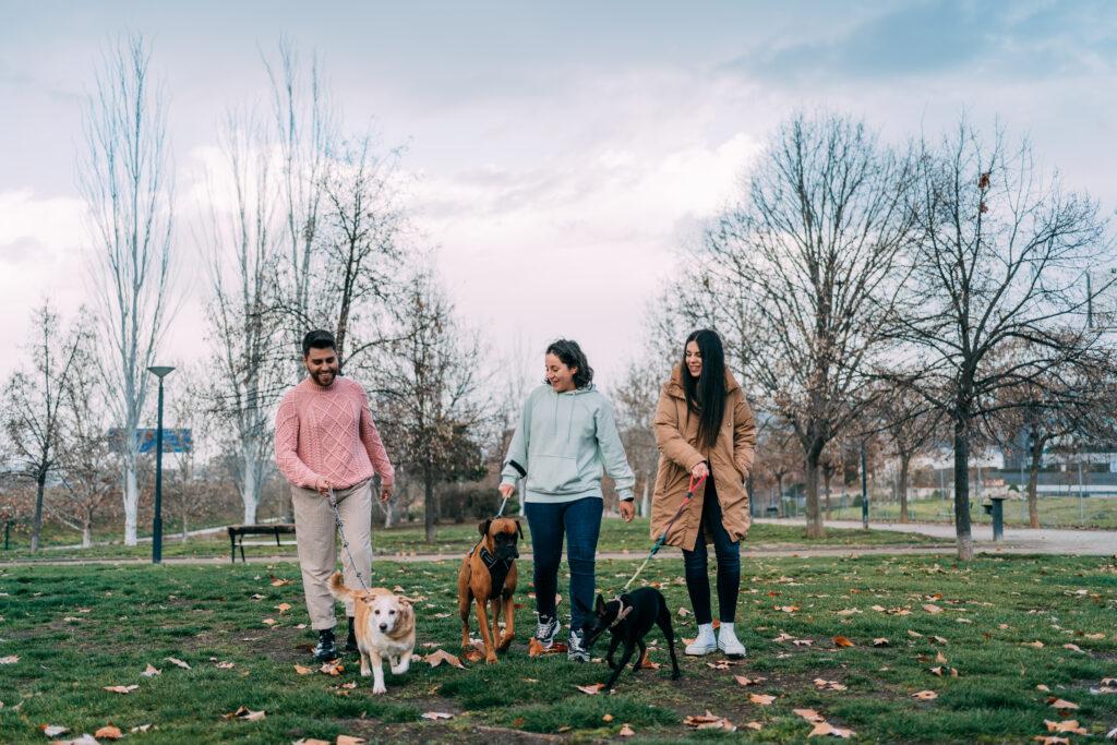 Hunde-Gruppenspaziergänge sind ein wichtiges Mittel zur Sozialisierung und helfen auch dem Menschen, der ebenfalls viele Fehler machen kann.